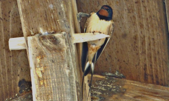 Puzzle gratuit hirondelle dans la catégorie Animaux jouable de 24 à 120 pièces.