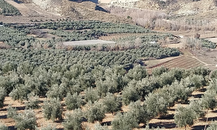 Puzzle gratuit Champ d'oliviers dans la catégorie Divers & Curiosités jouable de 24 à 120 pièces.