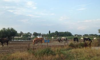 Puzzle 14012 - Camargue