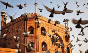 Puzzle 13024 - Pigeons d'Inde