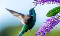Puzzle Colibri acrobate