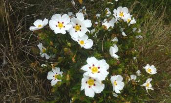 Puzzle 13025 - cistes