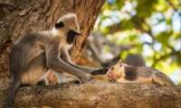 Puzzle Animaux amis