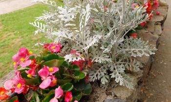 Puzzle Fleurs diverses - catégorie Paysages & Fleurs, puzzle gratuit en ligne