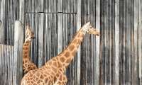 Puzzle girafes
