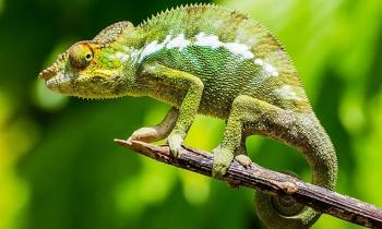 Puzzle Astro Verseau-Caméléon - catégorie Animaux & Faune sauvage, puzzle gratuit en ligne