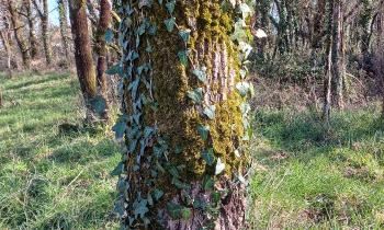 Puzzle 13654 - tronc envahi de lierre