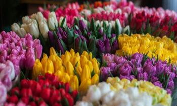 Puzzle 13468 - Tulipes