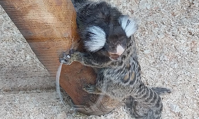 Puzzle gratuit Ouistiti dans la catégorie Animaux jouable de 24 à 120 pièces.