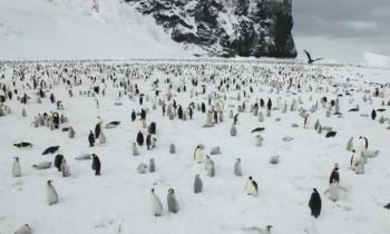 Puzzle 12540 - Plein de pingouins
