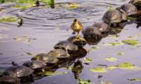 Puzzle Pratique ce pont de tortues