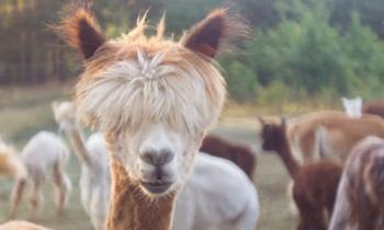 Puzzle J'adore mon coiffeur - catégorie Animaux, puzzle gratuit en ligne