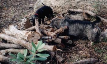 Puzzle 13864 - chasse au lézard