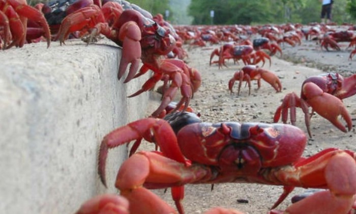 Puzzle gratuit Crabes terrestres dans la catégorie Animaux & Faune sauvage jouable de 24 à 120 pièces.
