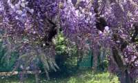 Puzzle ma glycine en fleurs
