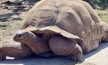 Puzzle Tortue - catégorie Animaux, puzzle gratuit en ligne