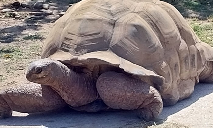 Puzzle gratuit Tortue dans la catégorie Animaux jouable de 24 à 120 pièces.