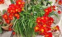 Puzzle Vases fleuris