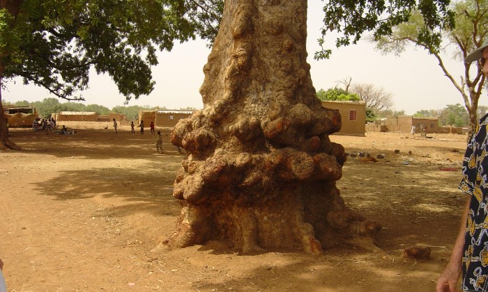 Puzzle gratuit Baobab dans la catégorie Paysages & Fleurs jouable de 24 à 120 pièces.