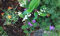 Puzzle Muguet dans le jardin