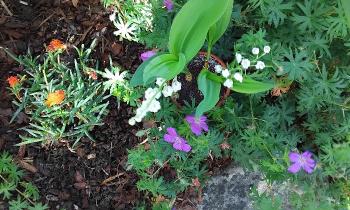 Puzzle 12566 - Muguet dans le jardin