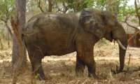 Puzzle Eléphant