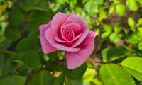 Puzzle Rose du jardin
