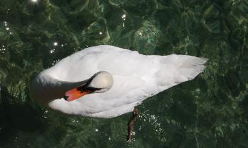 Puzzle Majestueux cygne - catégorie Animaux, puzzle gratuit en ligne
