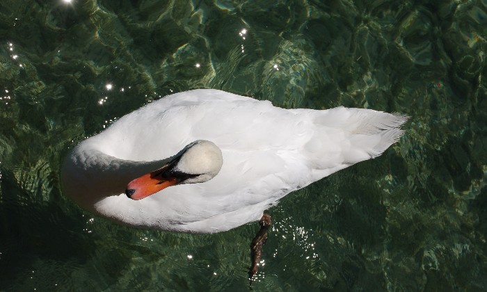 Puzzle gratuit Majestueux cygne dans la catégorie Animaux jouable de 24 à 120 pièces.