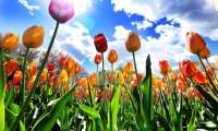 Puzzle Le Festival des tulipes