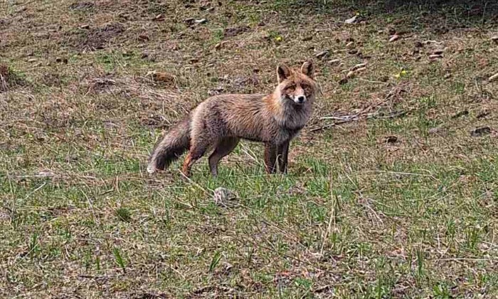 Puzzle gratuit renard dans la catégorie Animaux jouable de 24 à 120 pièces.