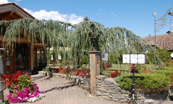 Puzzle 14577 - Cèdre