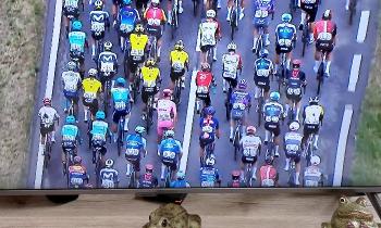 Puzzle 14905 - Course cycliste à la télé