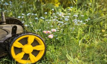 Puzzle Pelouses plus diversifiées - catégorie Paysages & Fleurs, puzzle gratuit en ligne