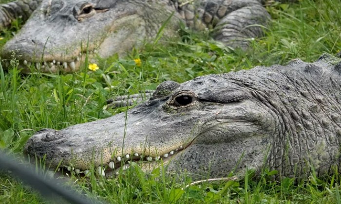 Puzzle gratuit Alligator d amérique dans la catégorie Animaux jouable de 24 à 120 pièces.