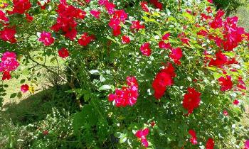 Puzzle Rosier - catégorie Paysages & Fleurs, puzzle gratuit en ligne