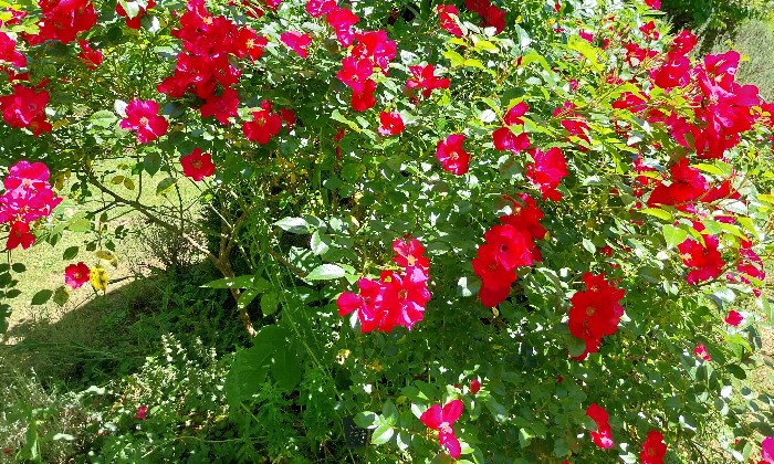 Puzzle gratuit Rosier dans la catégorie Paysages & Fleurs jouable de 24 à 120 pièces.