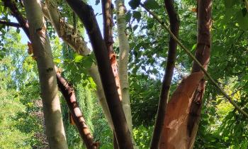 Puzzle 13889 - Troncs d'arbres