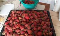 Puzzle fraises