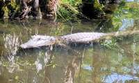 Puzzle la star du Bayou