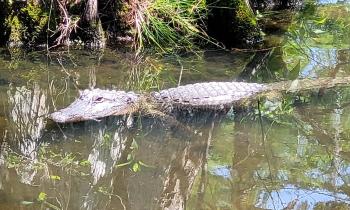 Puzzle 13592 - la star du Bayou