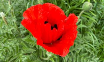 Puzzle 14679 - coquelicot