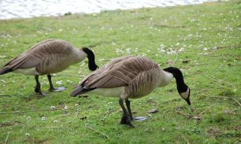 Puzzle 14771 - Je vois double