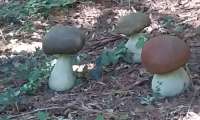 Puzzle Champignons