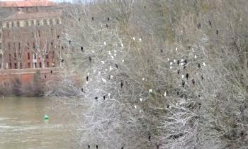 Puzzle oiseaux - catégorie Animaux, puzzle gratuit en ligne