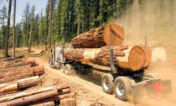 Puzzle 14143 - L'industrie forestière