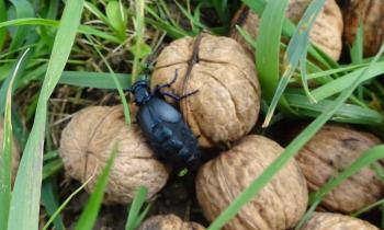 Puzzle 14455 - méloé femelle