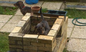 Puzzle 13851 - chien dans le barbecue
