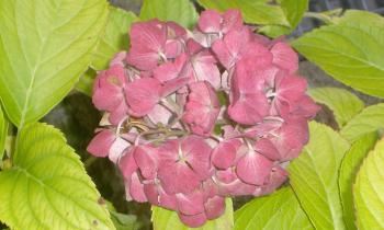 15450 | hortensia - 