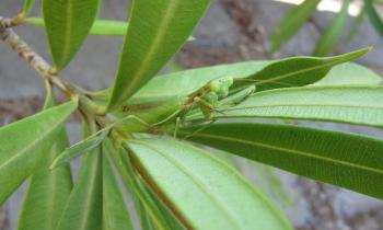 Puzzle mante religieuse camouflée - catégorie Animaux & Faune sauvage, puzzle gratuit en ligne